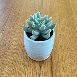 Threshold Faux Succulent